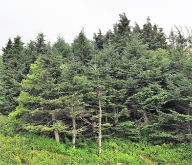 20 FRASER FIR Tree Abies Fraseri Christmas Tree Southern Balsam Fir Native Evergreen Seeds